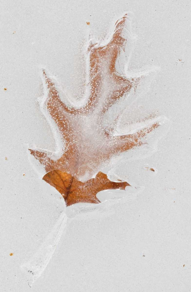 Canada, Quebec Red oak leaf caught in ice